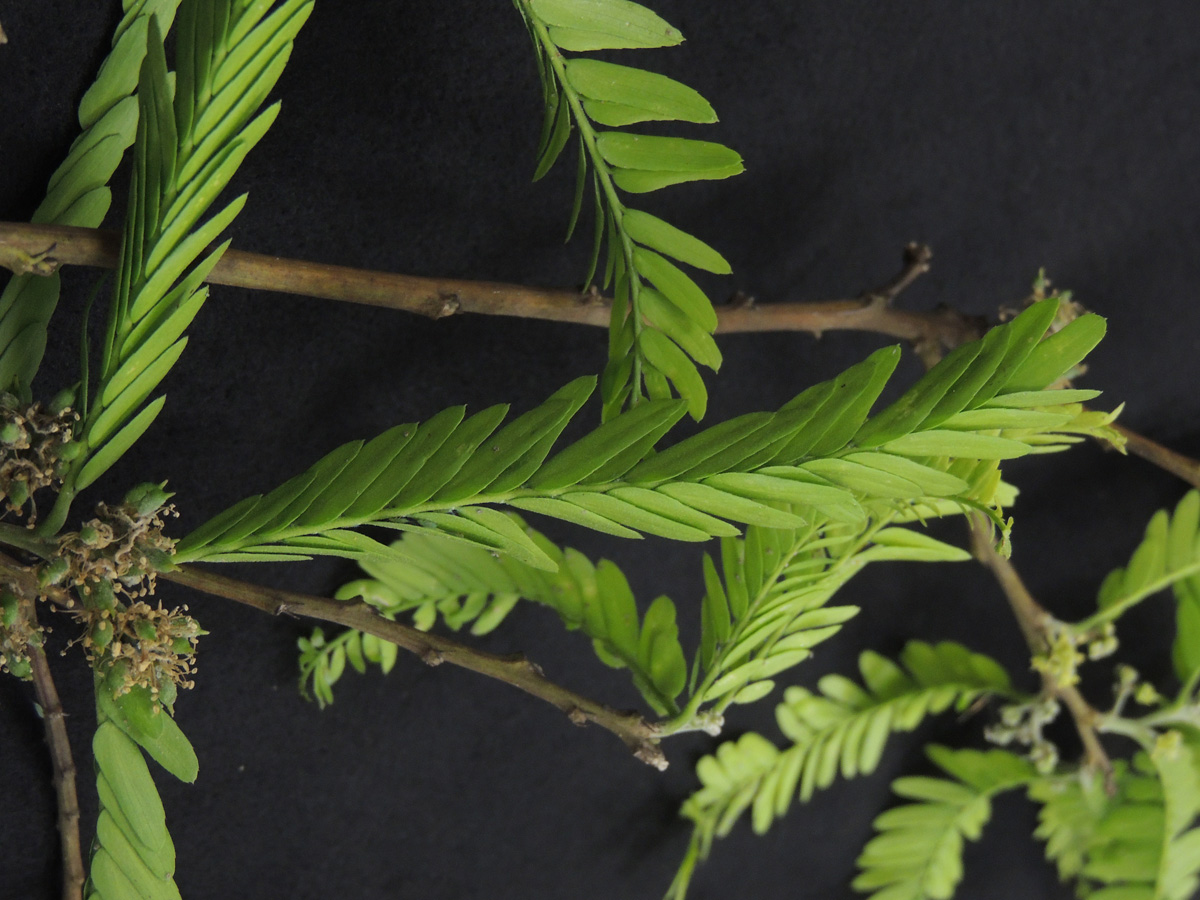 Fabaceae Holocalyx balansae