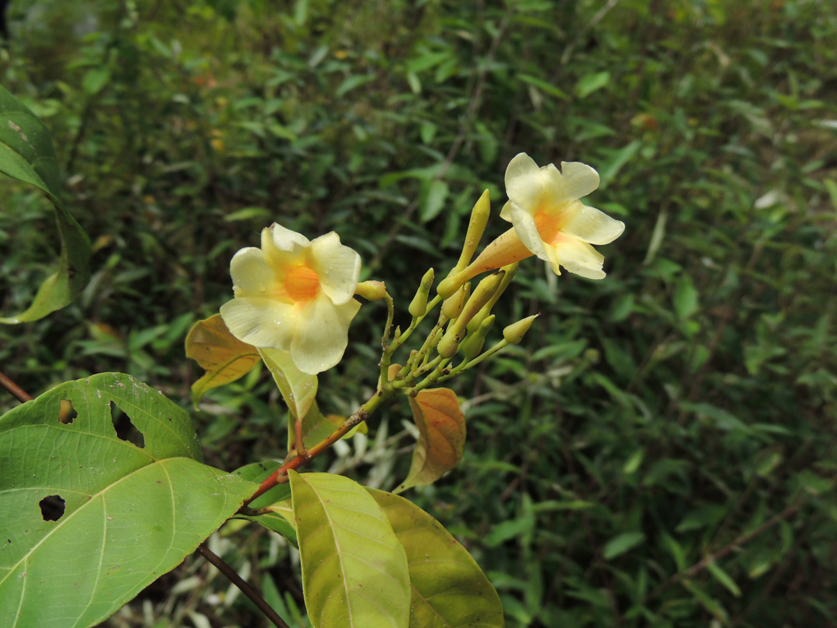 Apocynaceae Odontadenia puncticulosa