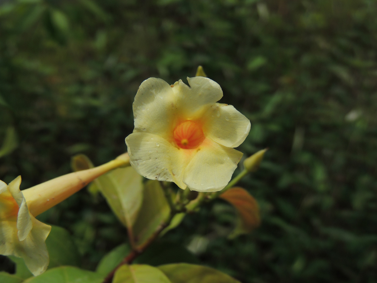 Apocynaceae Odontadenia puncticulosa
