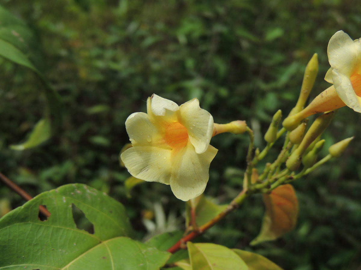Apocynaceae Odontadenia puncticulosa