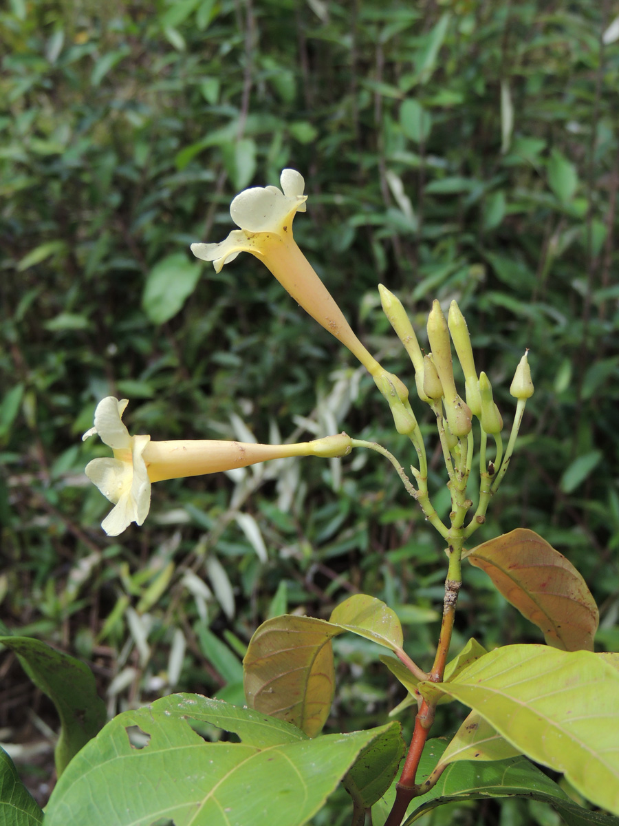 Apocynaceae Odontadenia puncticulosa