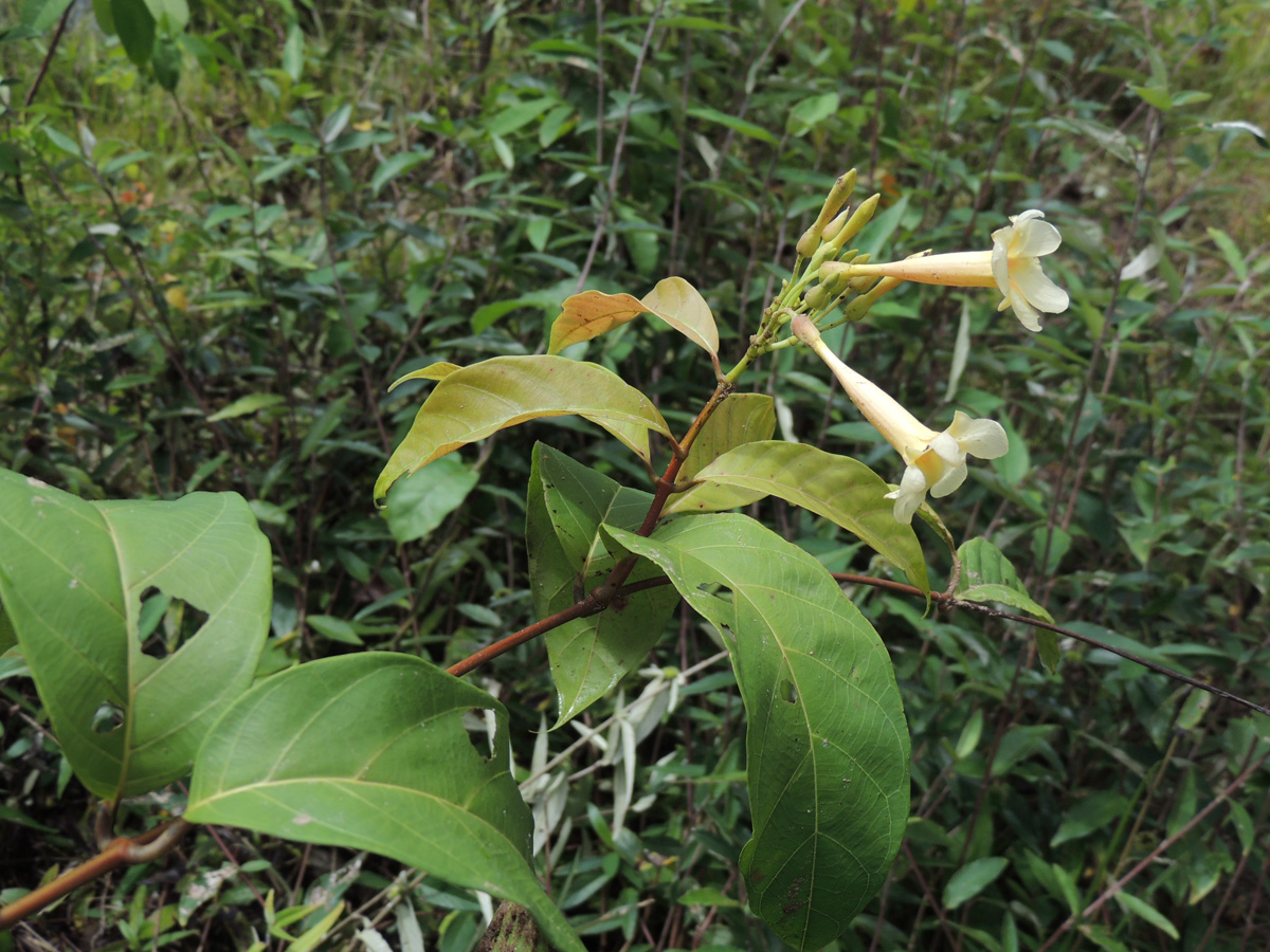 Apocynaceae Odontadenia puncticulosa