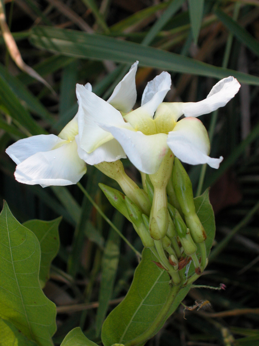 Apocynaceae Odontadenia lutea