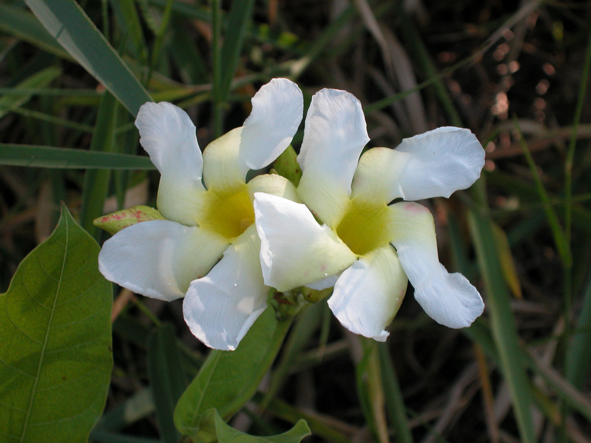 Apocynaceae Odontadenia lutea