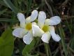 image of Odontadenia lutea