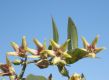 image of Oxypetalum appendiculatum
