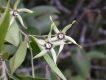 image of Oxypetalum glabrum