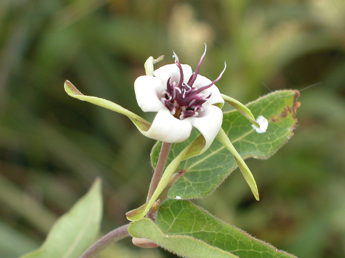 Apocynaceae Oxypetalum mosenii