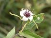 image of Oxypetalum mosenii