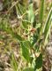 image of Oxypetalum polyanthum