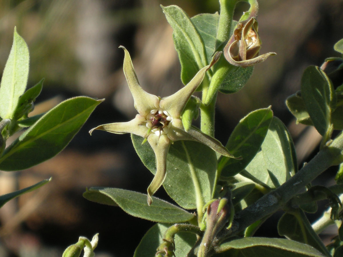 Apocynaceae Oxypetalum polyanthum