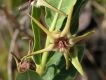 image of Oxypetalum polyanthum