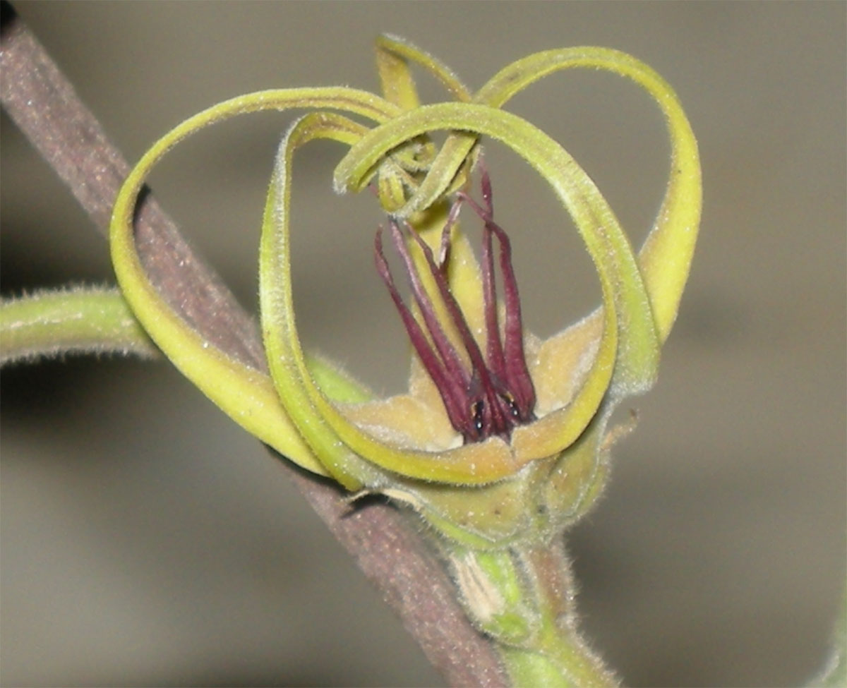Apocynaceae Oxypetalum warmingii