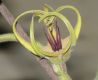 image of Oxypetalum warmingii