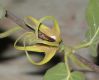 image of Oxypetalum warmingii