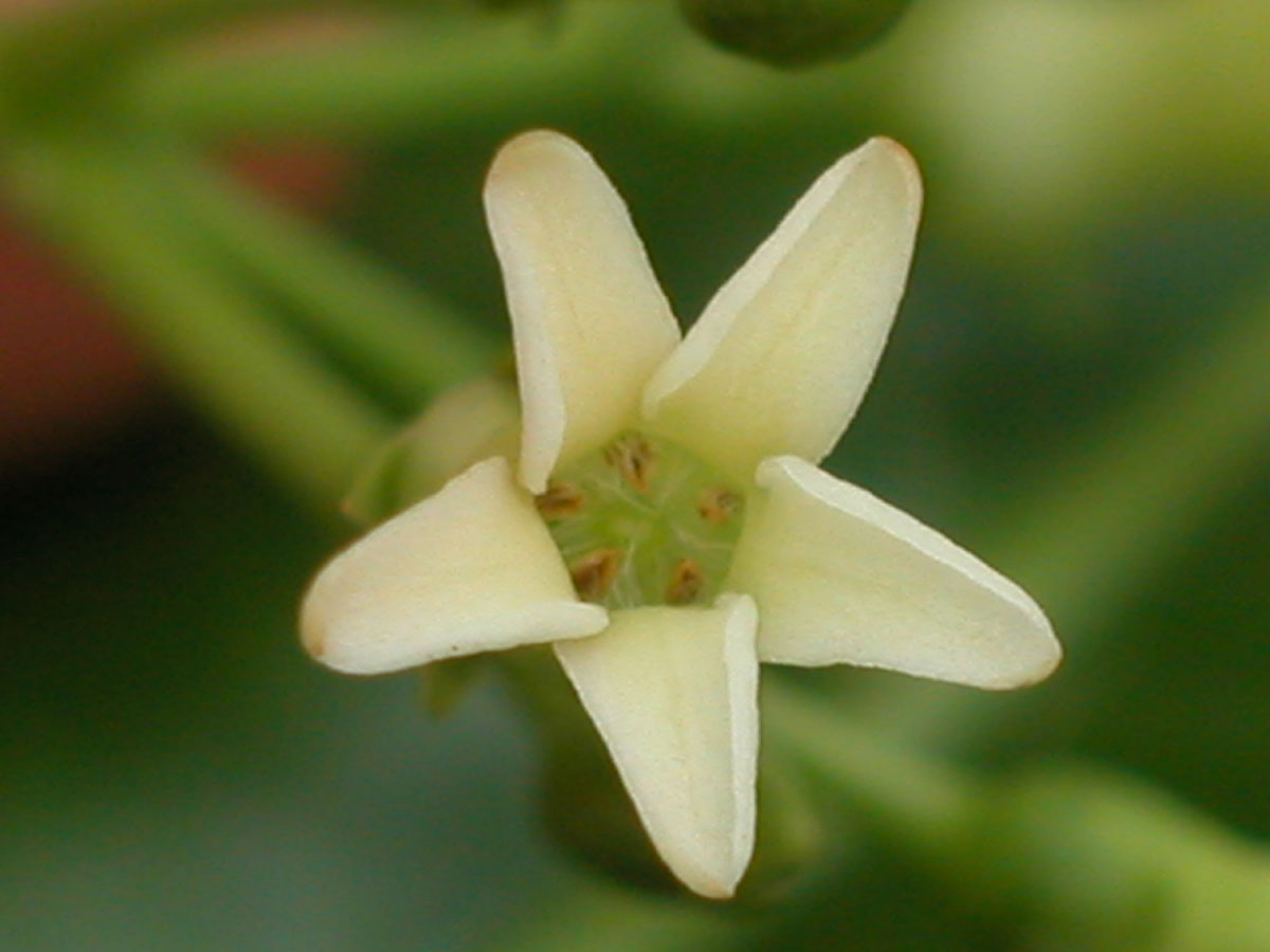 Apocynaceae Rauvolfia sellowii