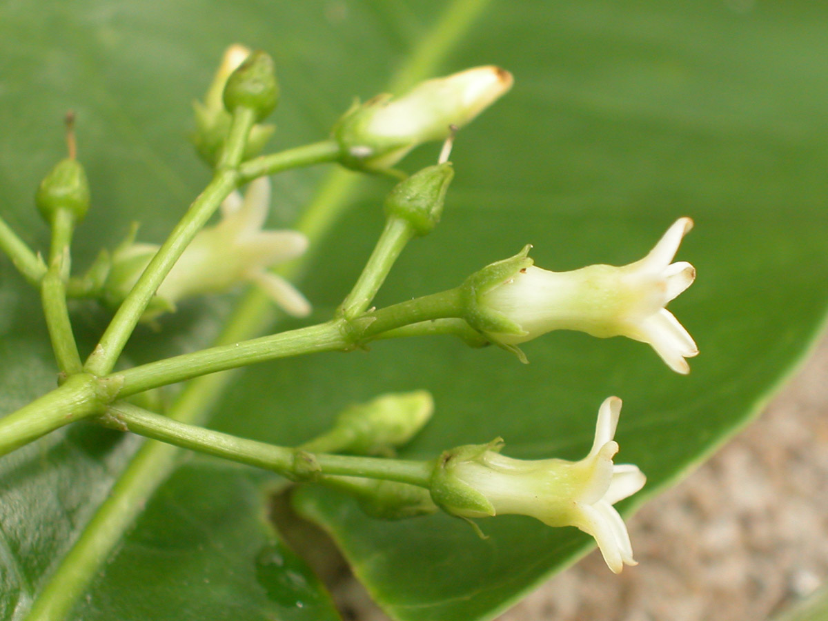 Apocynaceae Rauvolfia sellowii