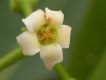 image of Rauvolfia sellowii