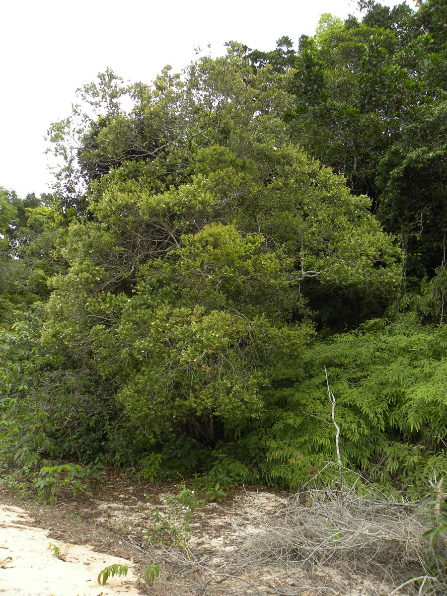 Vochysiaceae Ruizterania retusa
