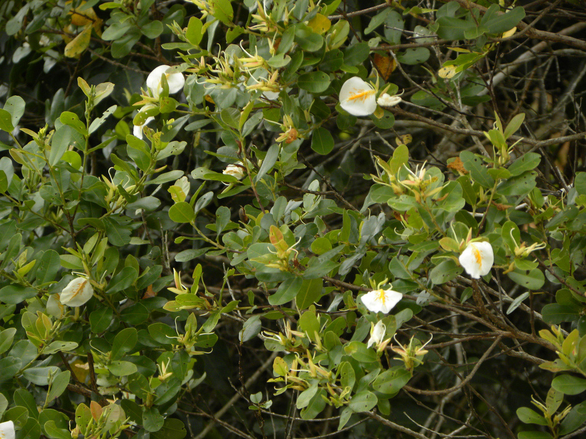 Vochysiaceae Ruizterania retusa