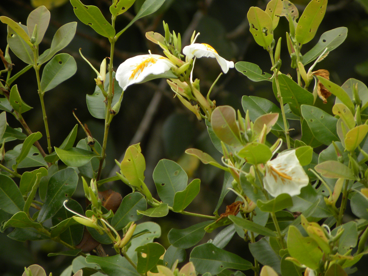 Vochysiaceae Ruizterania retusa