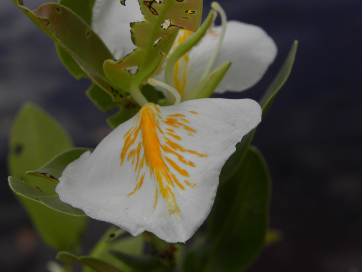 Vochysiaceae Ruizterania retusa