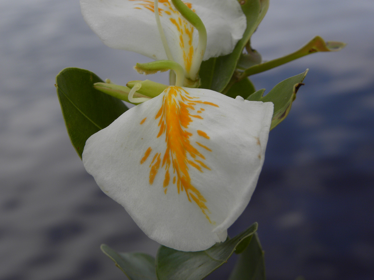 Vochysiaceae Ruizterania retusa