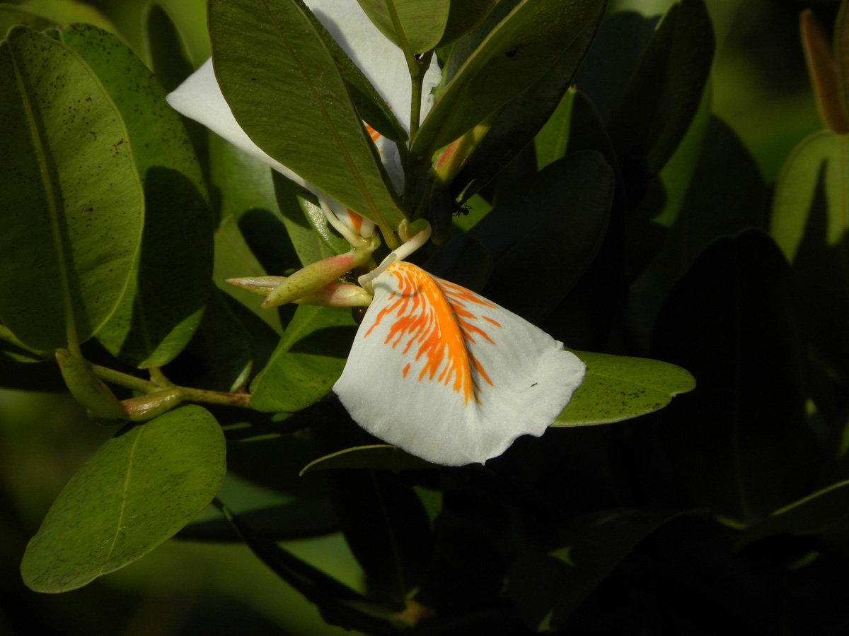 Vochysiaceae Ruizterania retusa
