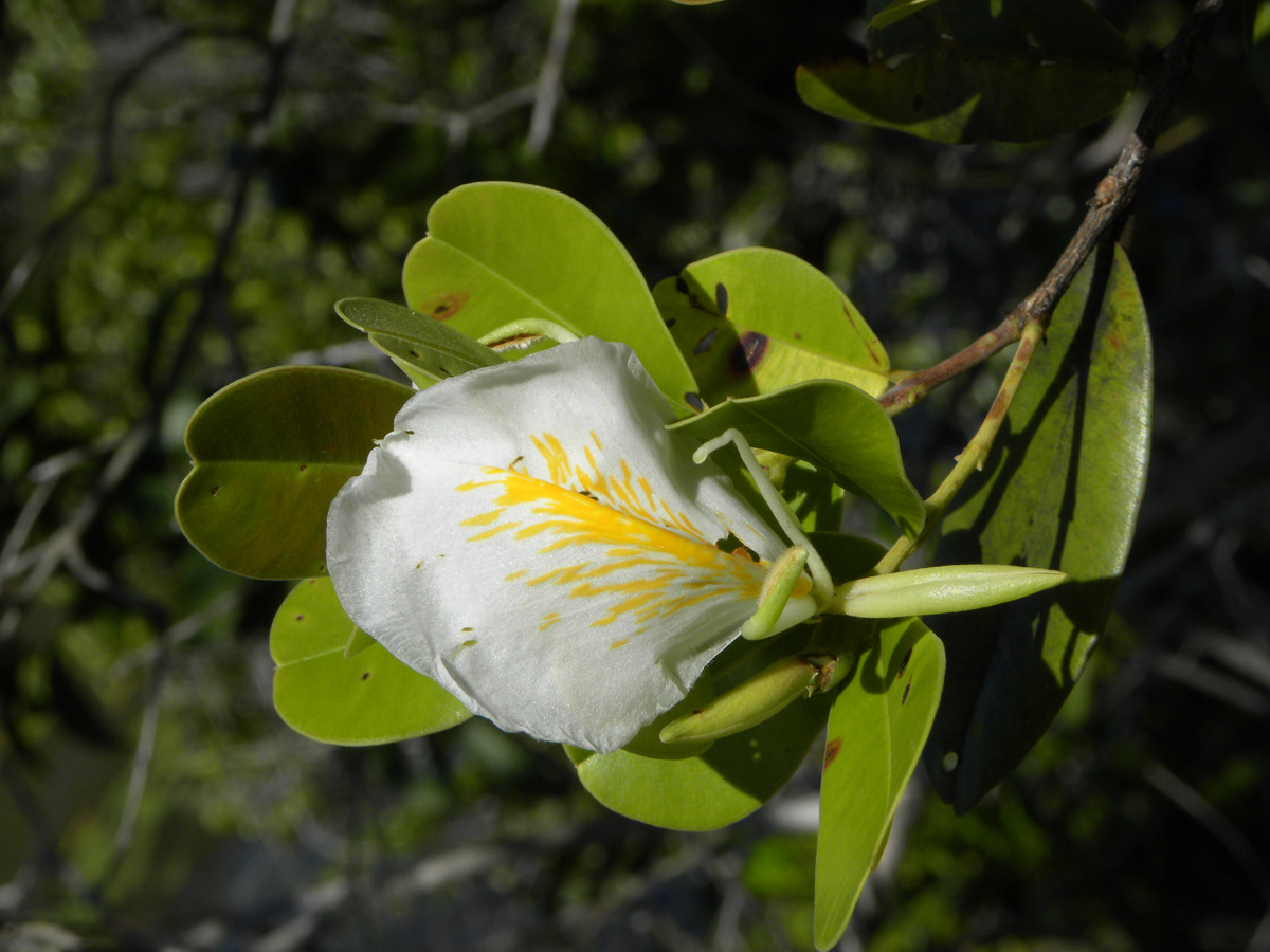 Vochysiaceae Ruizterania retusa