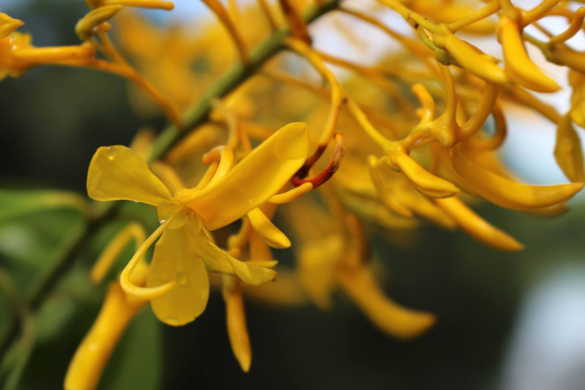 Vochysiaceae Vochysia bifalcata