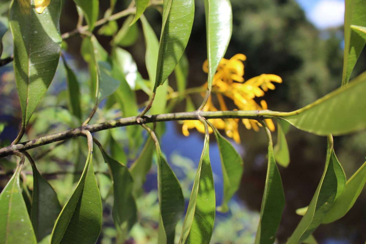 Vochysiaceae Vochysia bifalcata