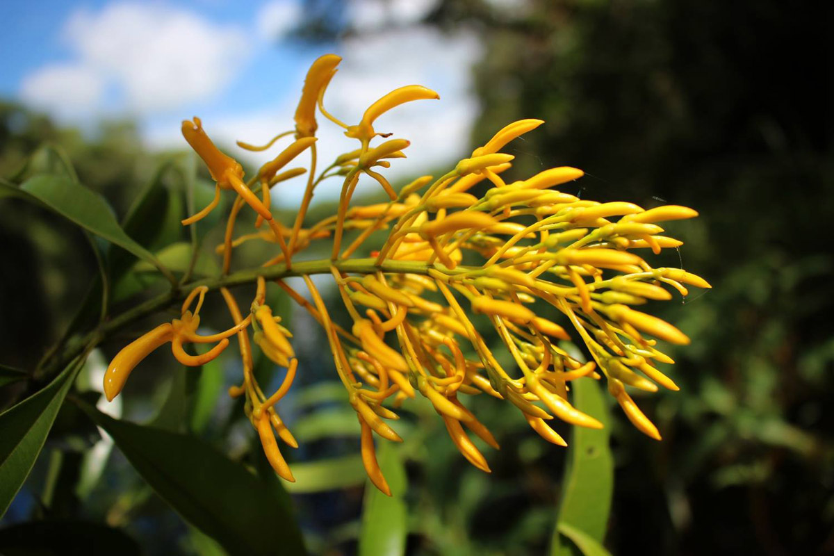 Vochysiaceae Vochysia bifalcata