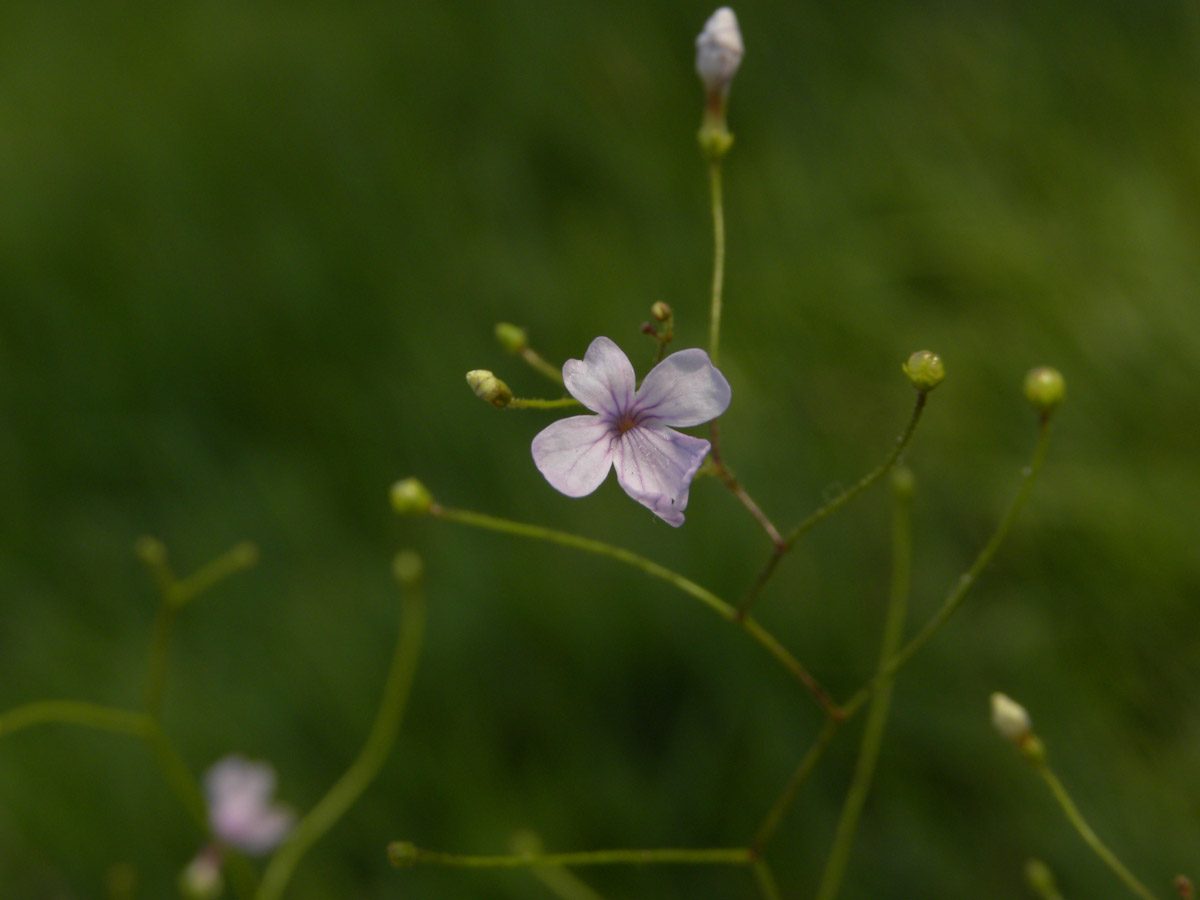 Plantaginaceae Philcoxia minensis