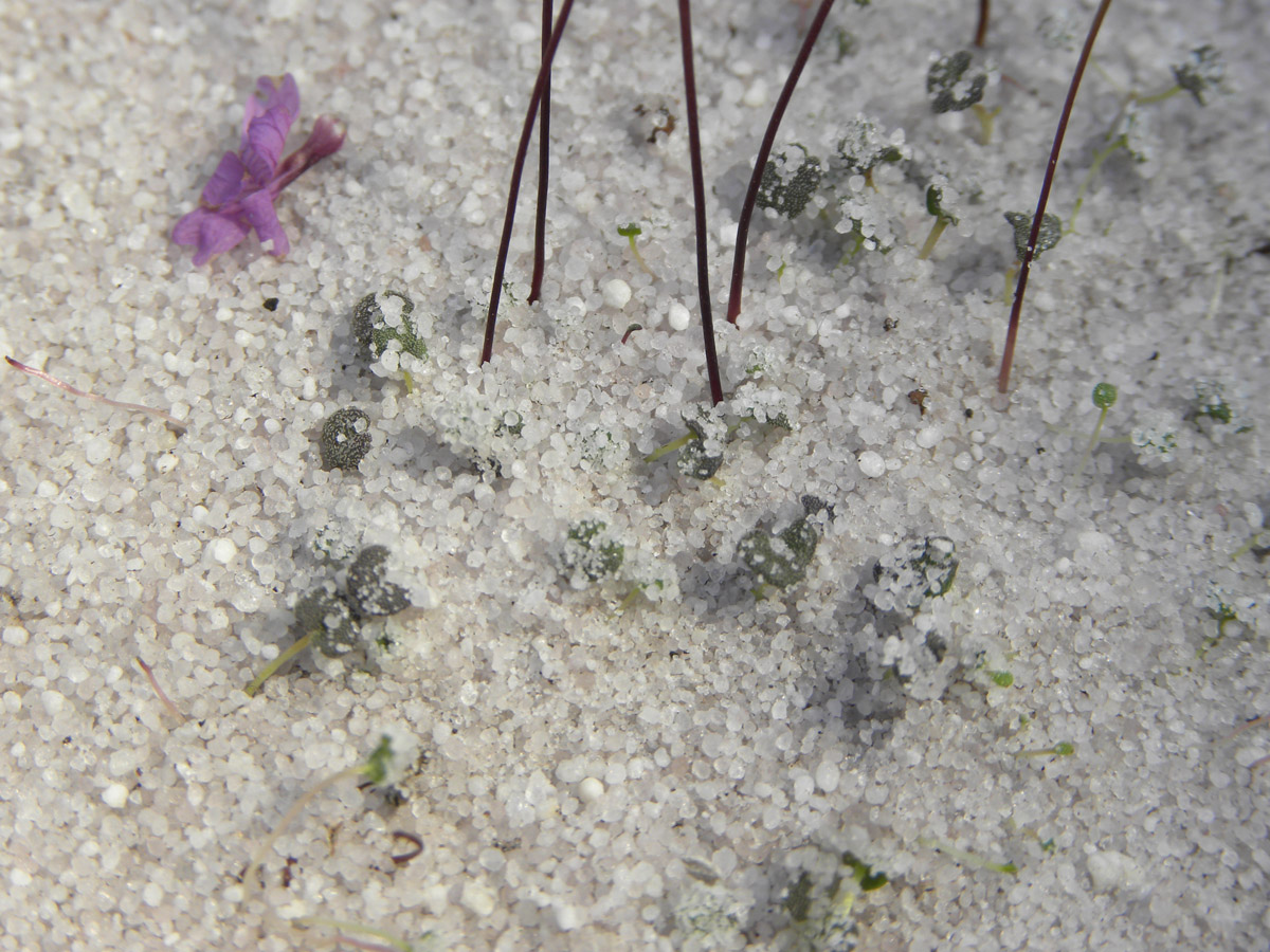 Plantaginaceae Philcoxia minensis