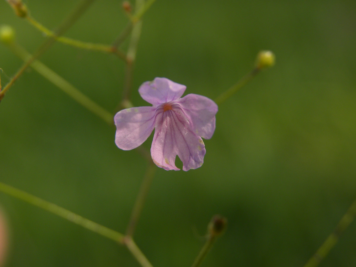 Plantaginaceae Philcoxia minensis