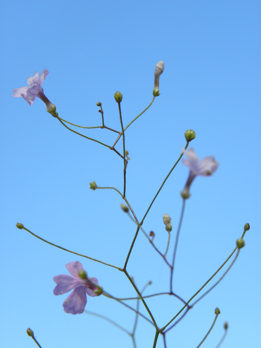 Plantaginaceae Philcoxia minensis