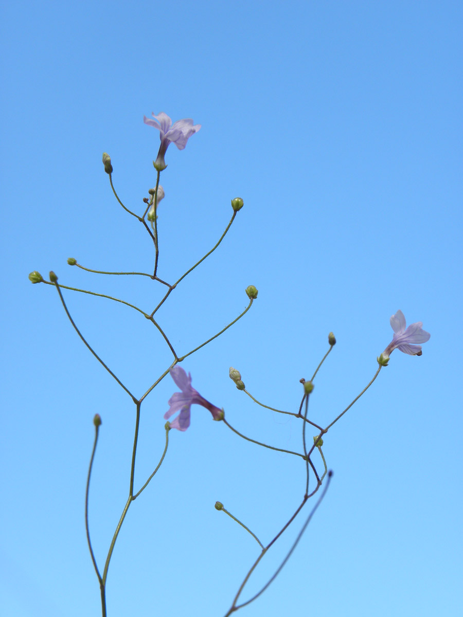 Plantaginaceae Philcoxia minensis
