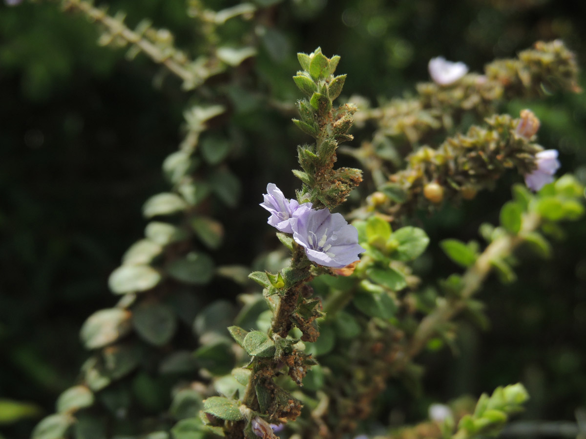 Convolvulaceae Evolvulus maximiliani