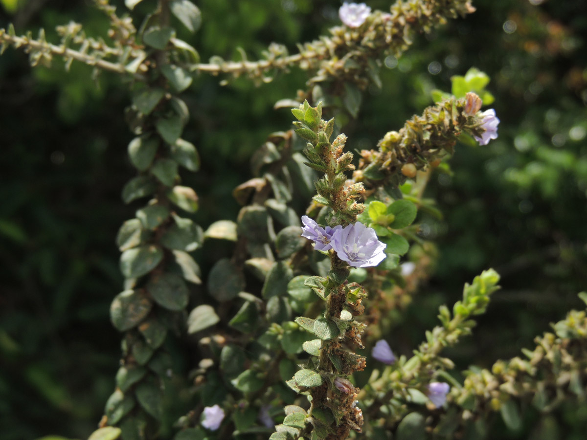 Convolvulaceae Evolvulus maximiliani