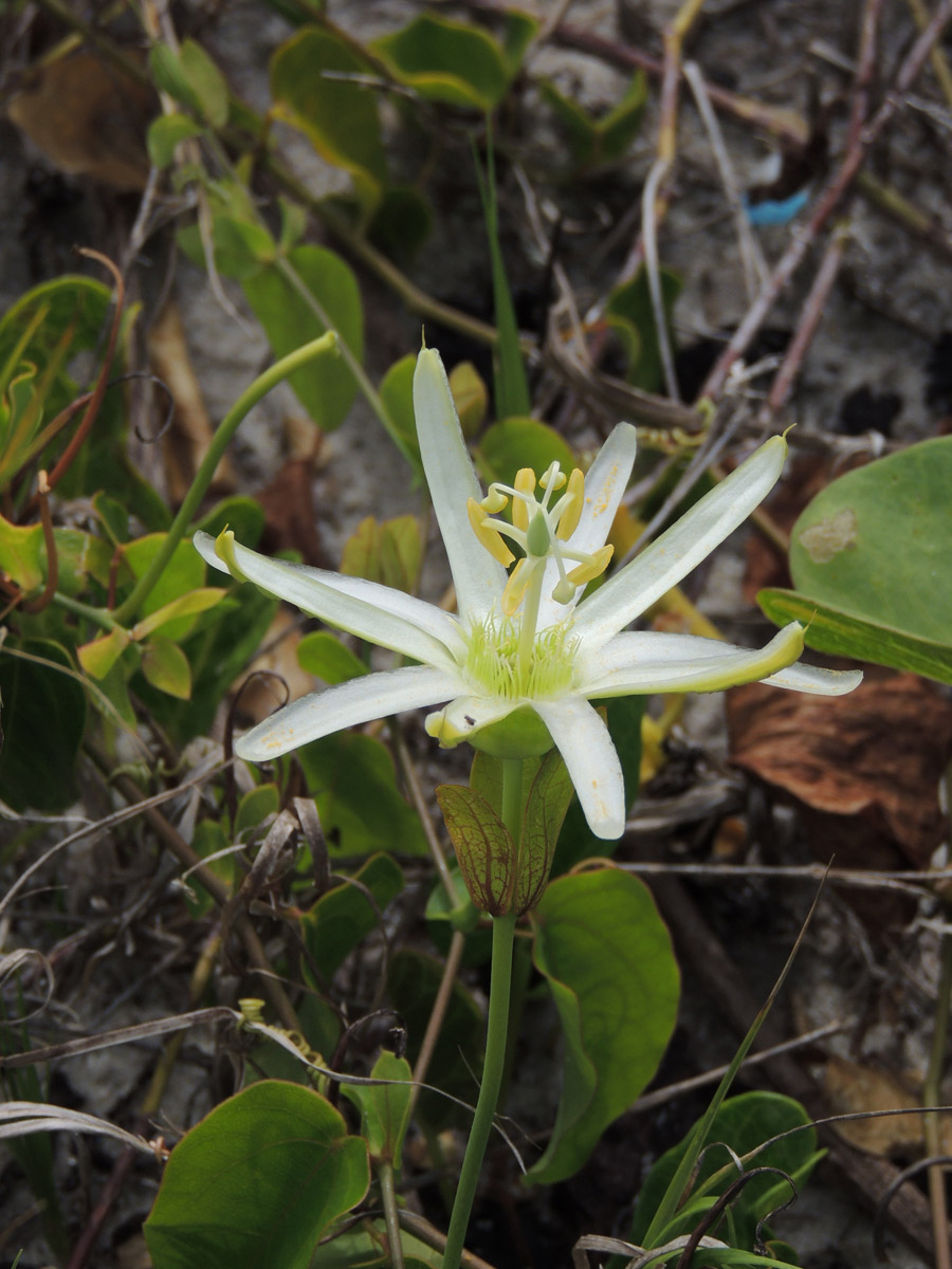 Passifloraceae Passiflora mucronata