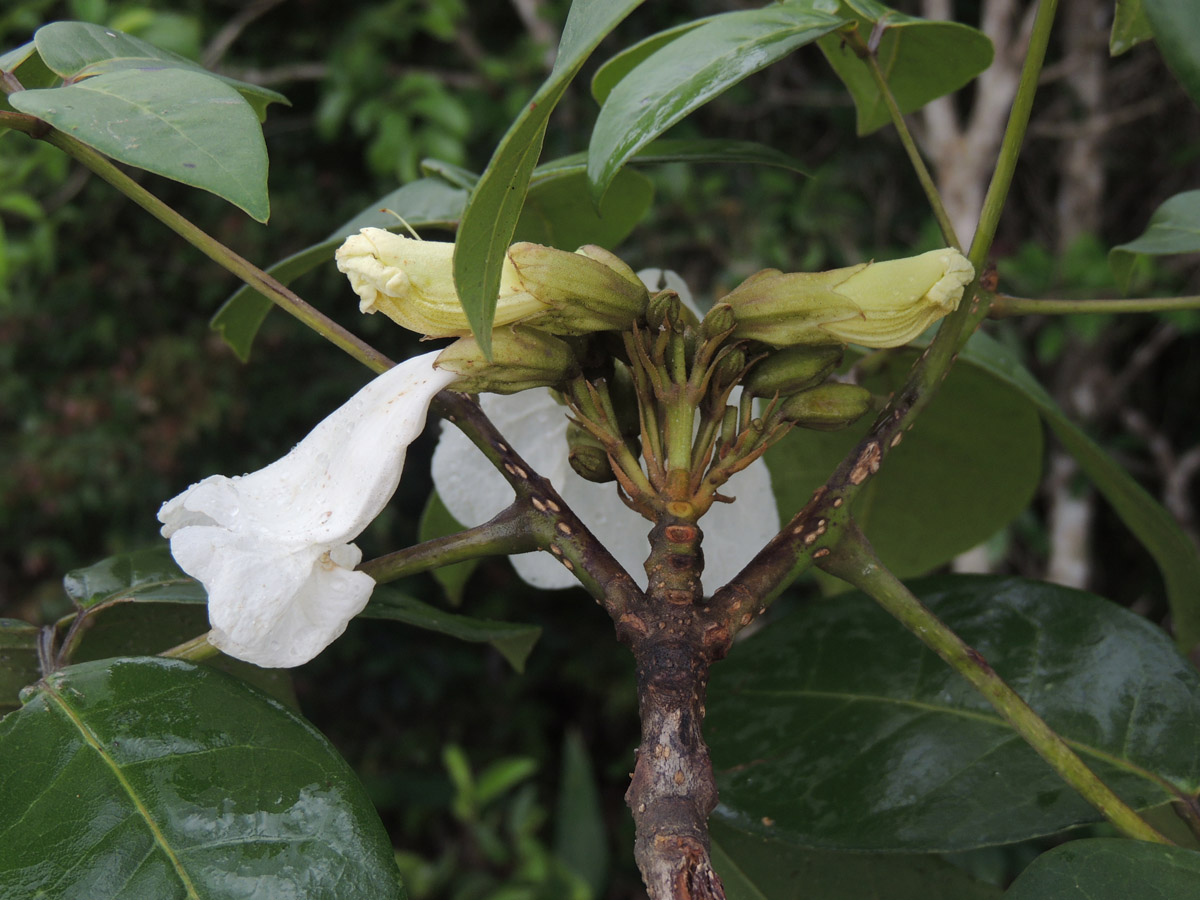 Bignoniaceae Tabebuia elliptica