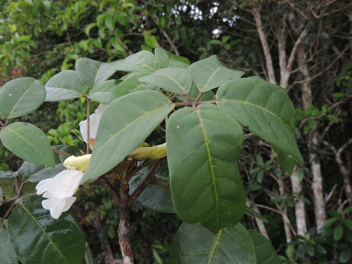 Bignoniaceae Tabebuia elliptica