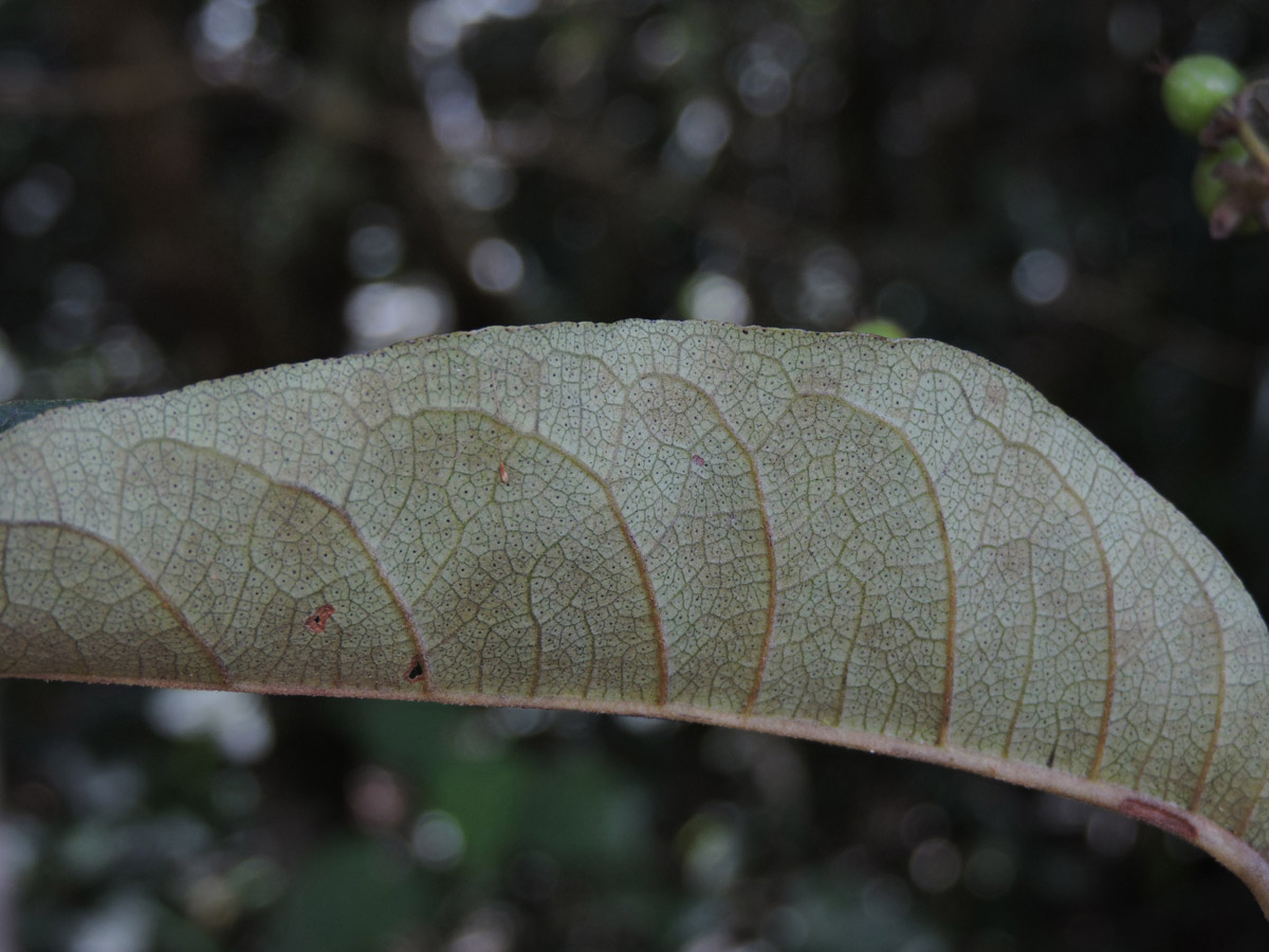 Hypericaceae Vismia brasiliensis