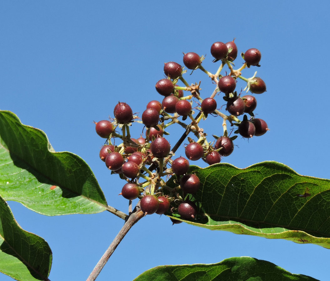Hypericaceae Vismia brasiliensis