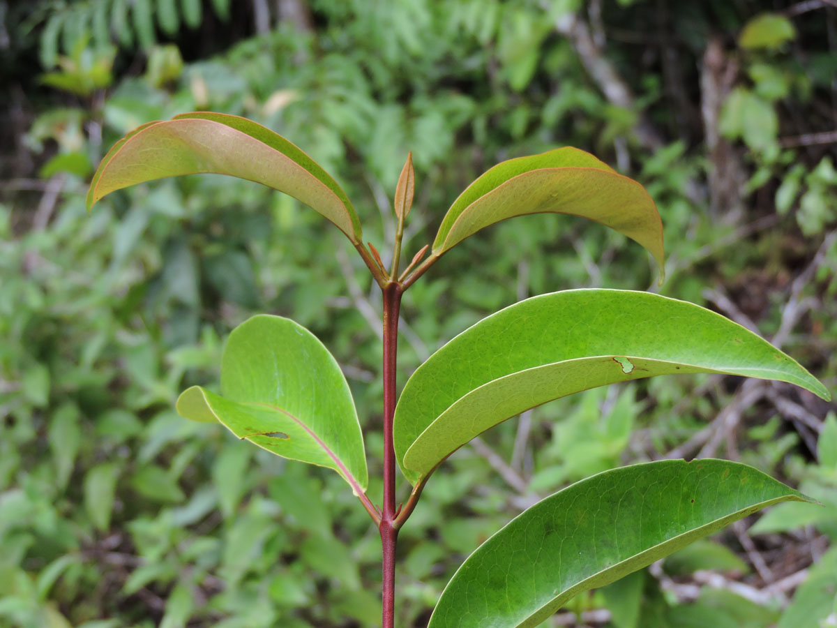 Hypericaceae Vismia cayennensis