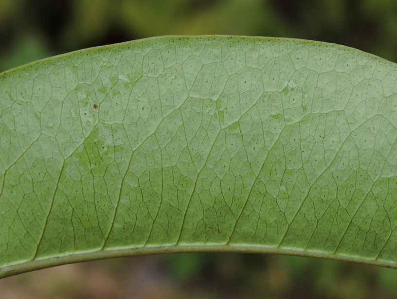 Hypericaceae Vismia cayennensis