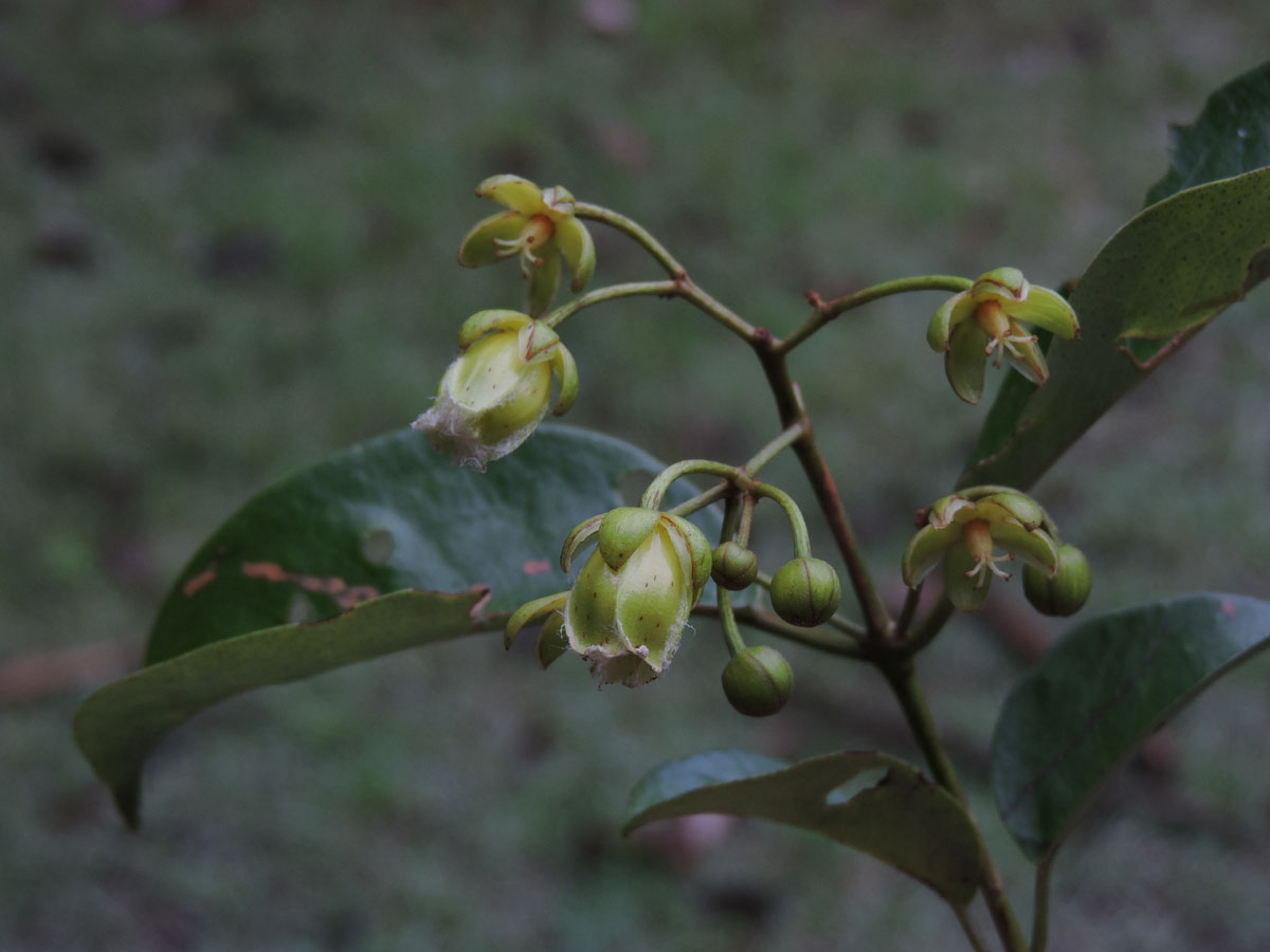 Hypericaceae Vismia cayennensis