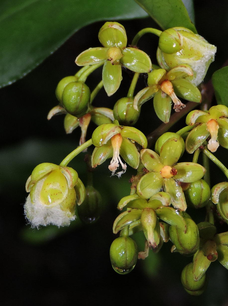 Hypericaceae Vismia cayennensis