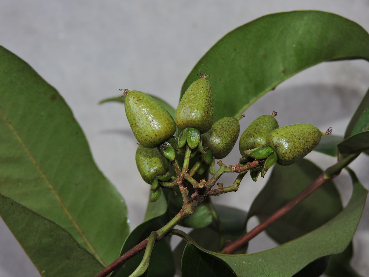 Hypericaceae Vismia cayennensis