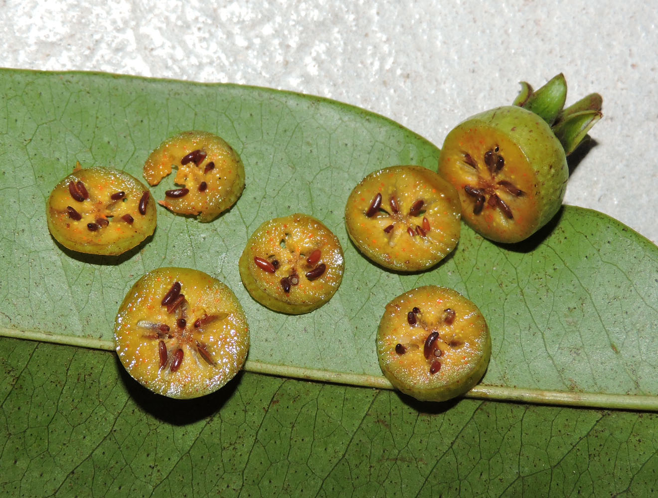 Hypericaceae Vismia cayennensis